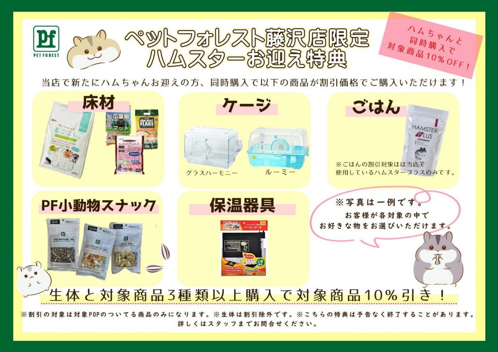 藤沢店限定！ハムスターお迎え特典実施中！